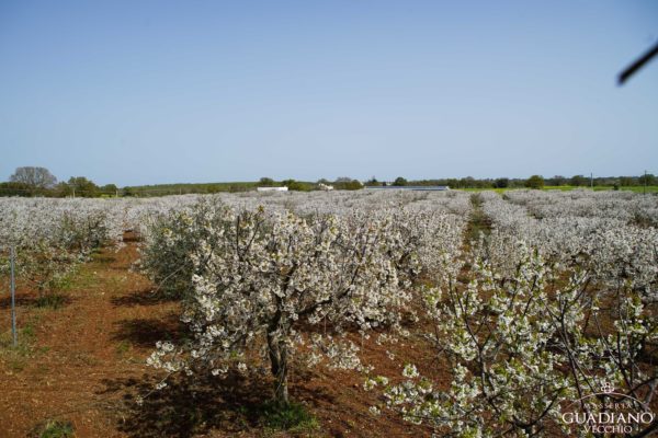 Masseria Guadiano Vecchio - La masseria dall'esterno - www.masseriaguadiano.com - Monopoli (BA) - Puglia - Italy