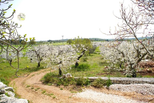 Masseria Guadiano Vecchio - La masseria dall'esterno - www.masseriaguadiano.com - Monopoli (BA) - Puglia - Italy