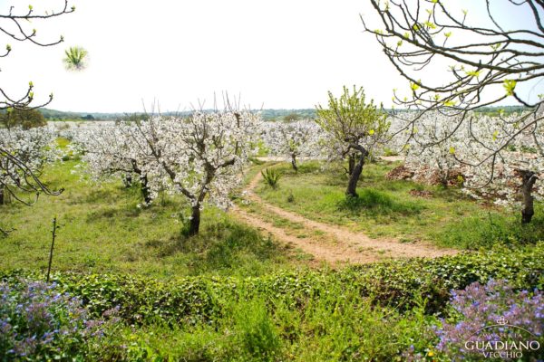 Masseria Guadiano Vecchio - La masseria dall'esterno - www.masseriaguadiano.com - Monopoli (BA) - Puglia - Italy