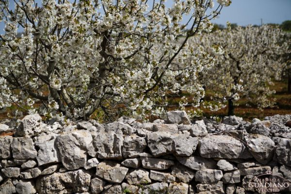 Masseria Guadiano Vecchio - La masseria dall'esterno - www.masseriaguadiano.com - Monopoli (BA) - Puglia - Italy