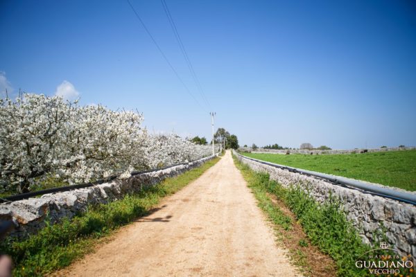 Masseria Guadiano Vecchio - La masseria dall'esterno - www.masseriaguadiano.com - Monopoli (BA) - Puglia - Italy