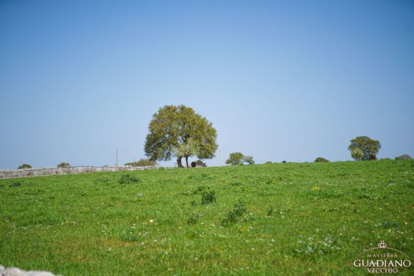 Masseria Guadiano Vecchio - La masseria dall'esterno - www.masseriaguadiano.com - Monopoli (BA) - Puglia - Italy