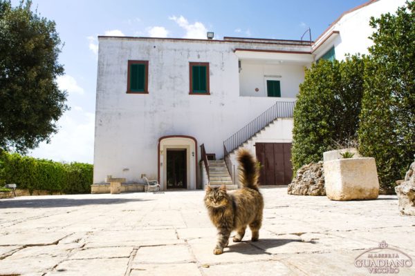 Masseria Guadiano Vecchio - La masseria dall'esterno - www.masseriaguadiano.com - Monopoli (BA) - Puglia - Italy