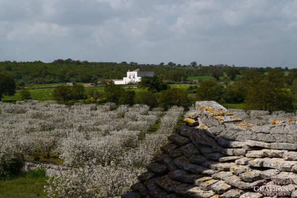 Masseria Guadiano Vecchio - La masseria dall'esterno - www.masseriaguadiano.com - Monopoli (BA) - Puglia - Italy