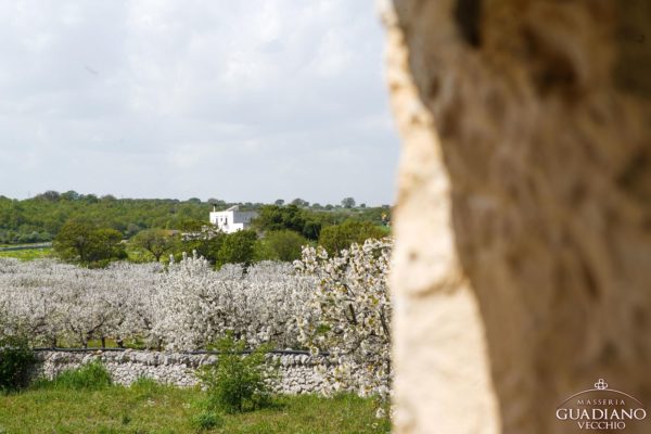 Masseria Guadiano Vecchio - Casa Forlì - www.masseriaguadiano.com - Monopoli (BA) - Puglia - Italy