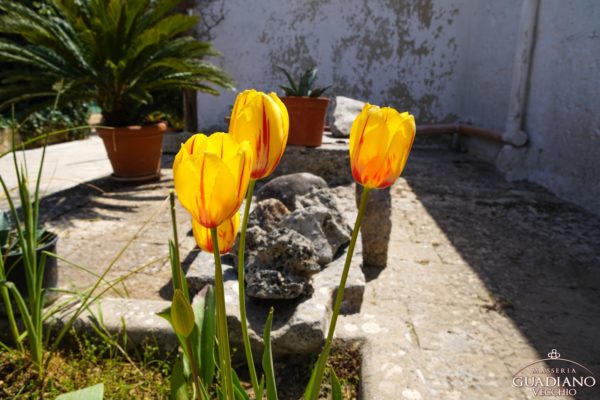 Masseria Guadiano Vecchio - La masseria dall'esterno - www.masseriaguadiano.com - Monopoli (BA) - Puglia - Italy